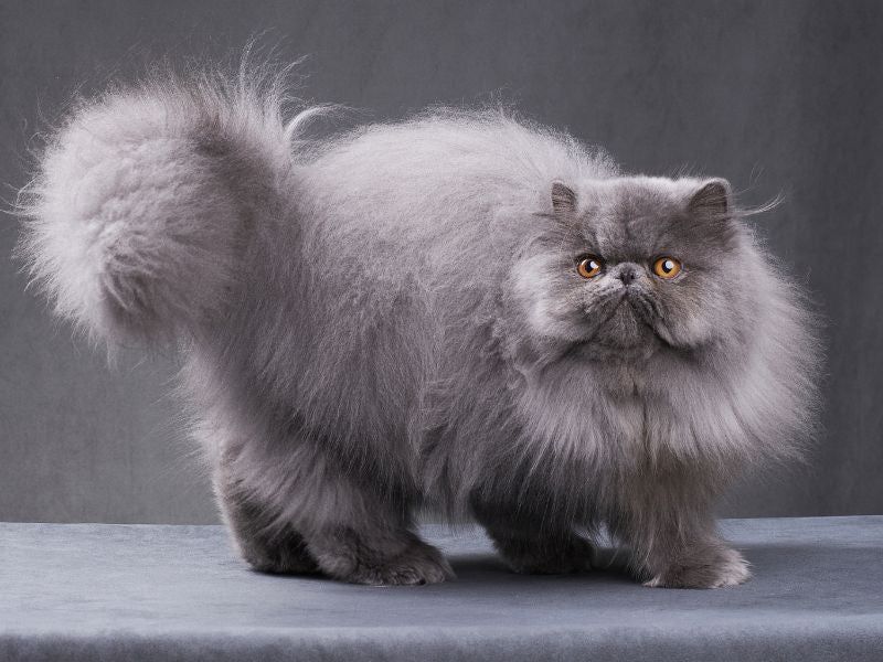 Persian Cats
