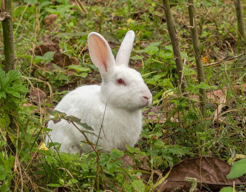 Domesticated Rabbits Face Harsh Reality