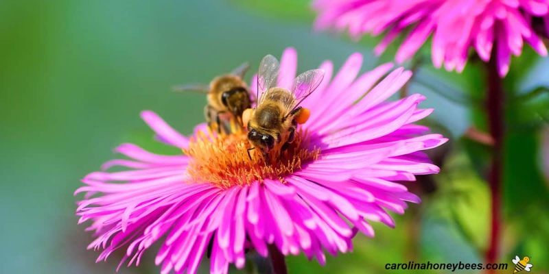 Bees