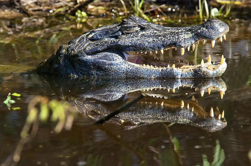 Black Caiman