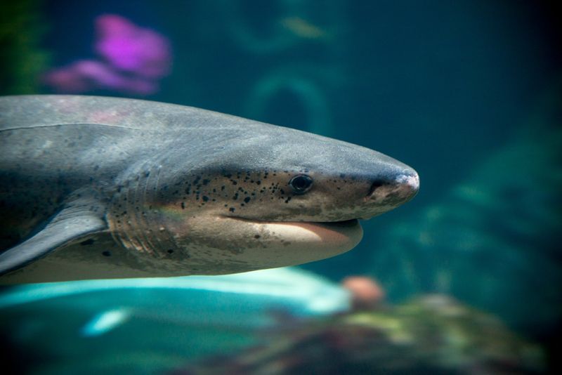 Sevengill Shark