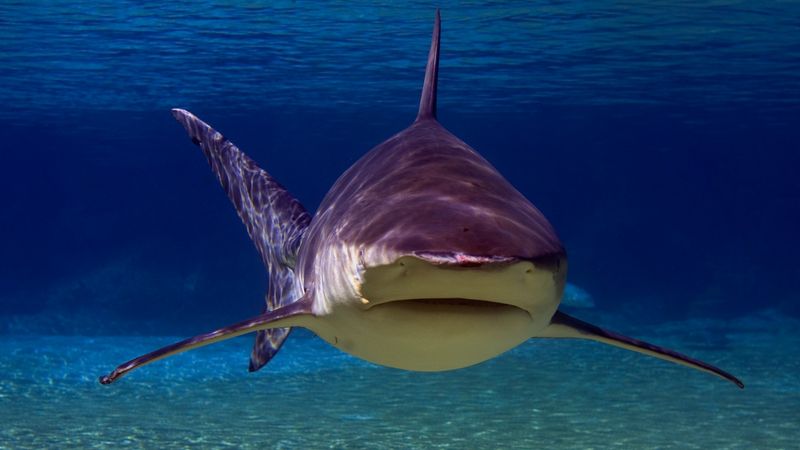 Bull Shark: The Freshwater Wanderer