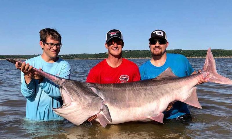Paddlefish