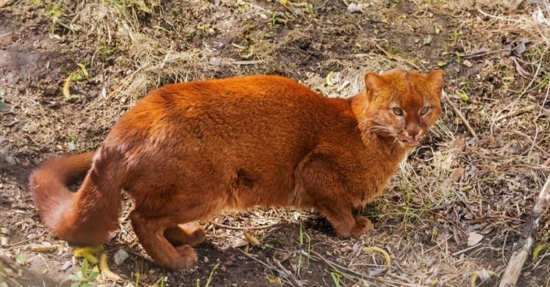They're Impossible To Truly Tame