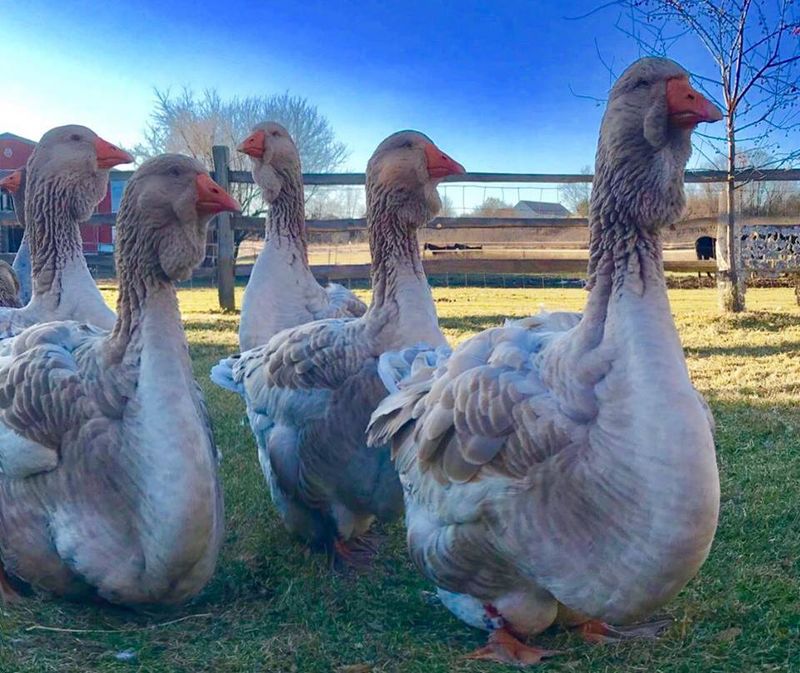 Goose (Toulouse)