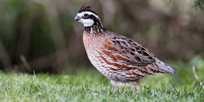 Quail (Bobwhite)