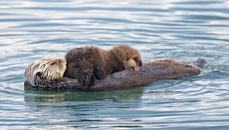 Sea Otter's Floating Daycare