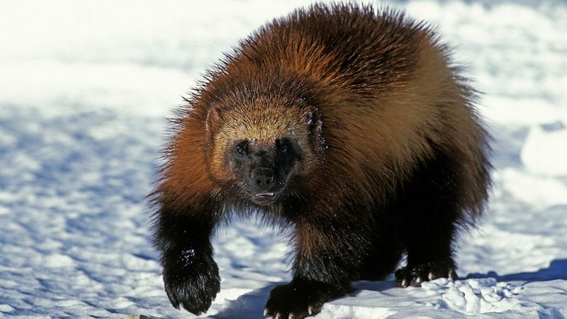 Wolverine