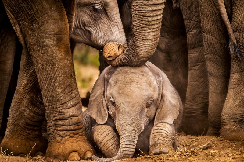 Elephants: Memory Masters With Massive Hearts