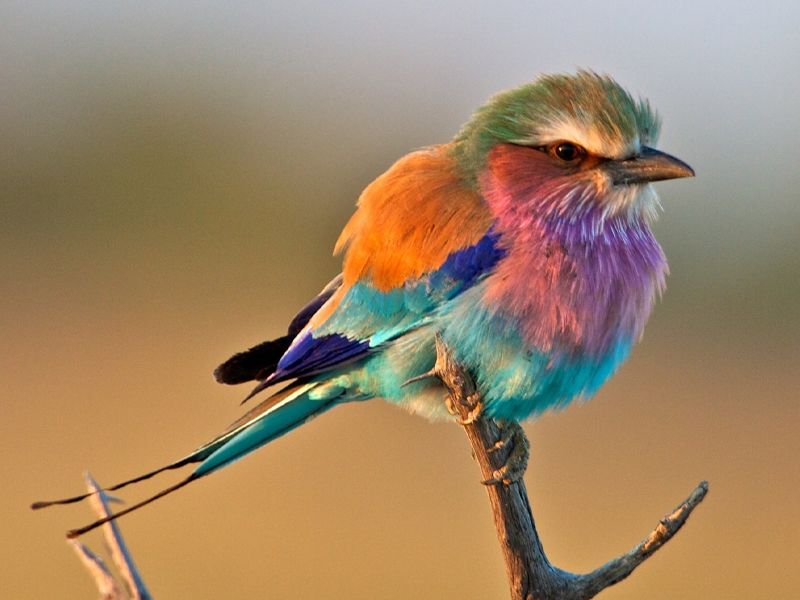 Lilac-breasted Roller