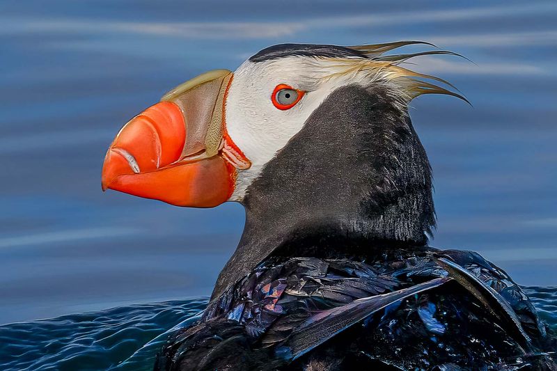 Tufted Puffin