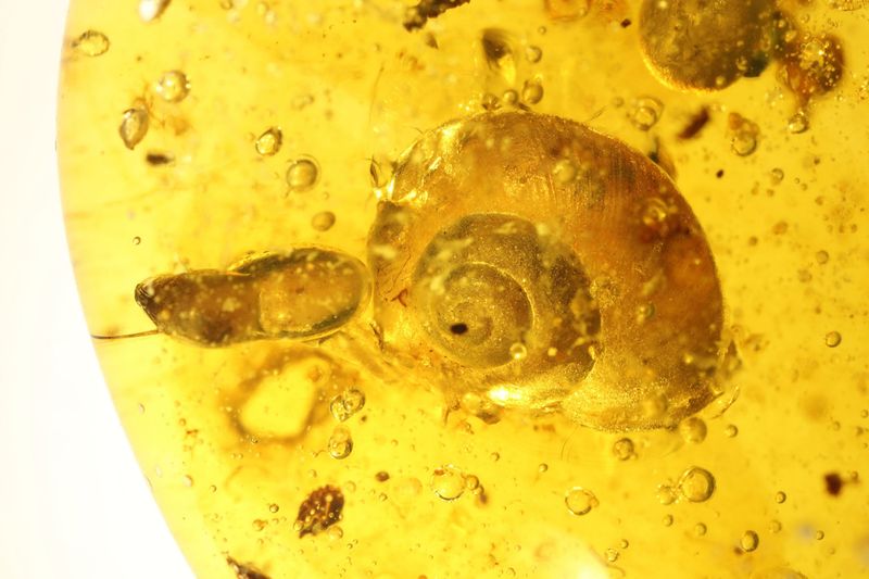 Ancient Survivors Predating Dinosaurs
