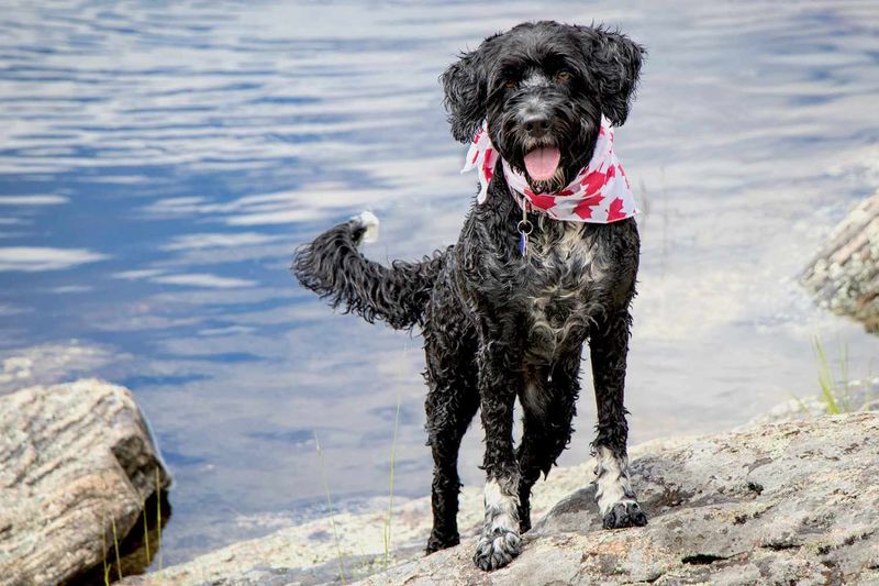 Mindful Guardians: Portuguese Water Dogs
