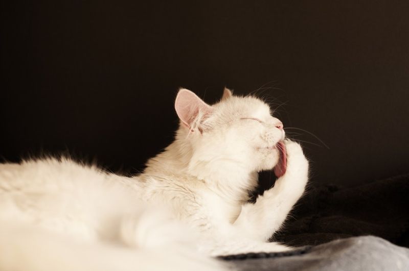 Regular Self-Grooming Routine