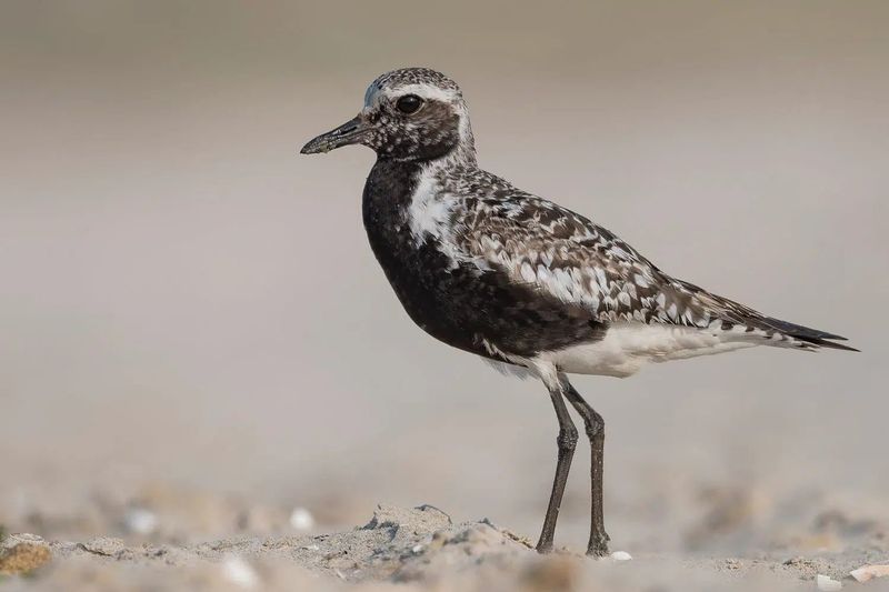 Shorebird Sandpipers