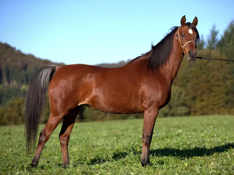 Morgan Horses: Historic Elegance On A Budget