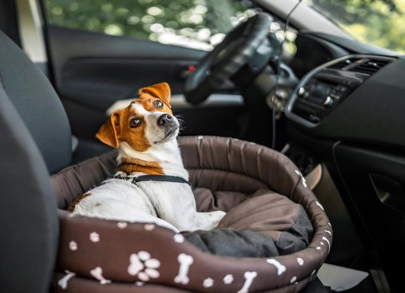 Car Ride Adventures