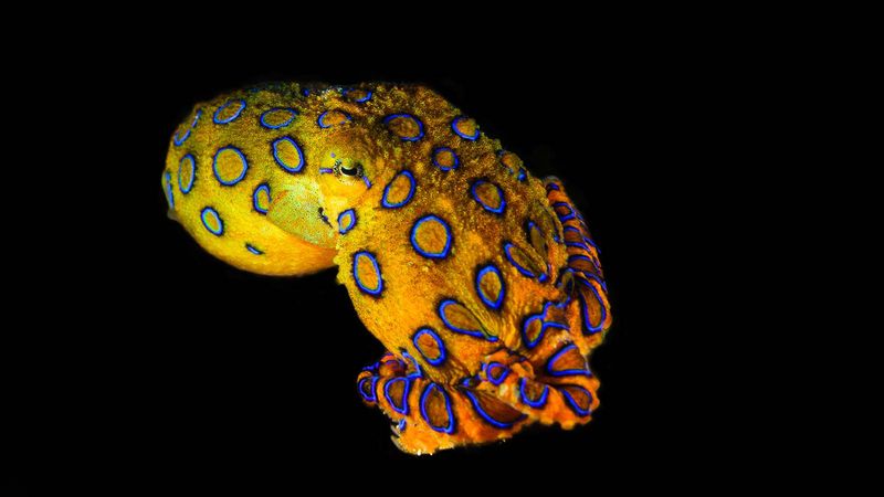 Blue-Ringed Octopus