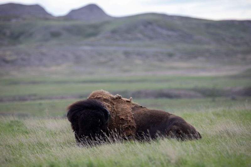 Canadian Comeback At Grasslands National Park