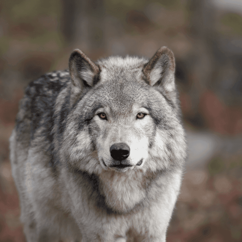 Wolves Self-Medicate With Plants