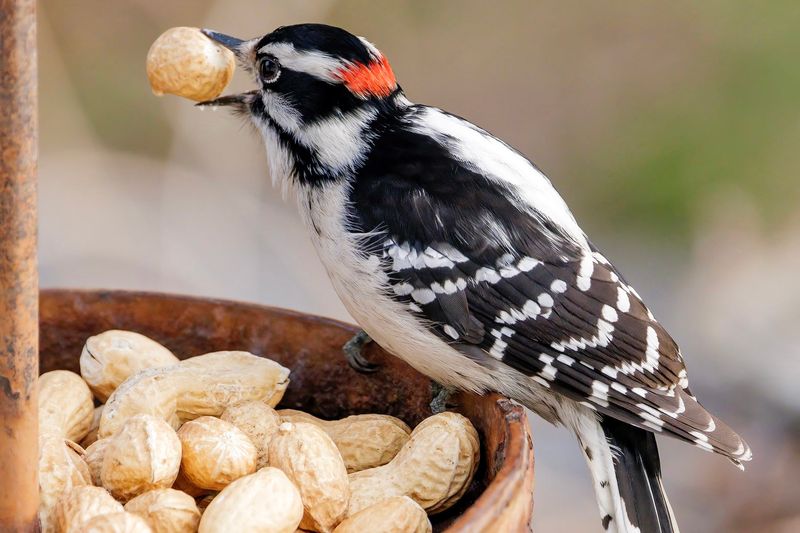 Unsalted Nuts: Woodpecker Favorites