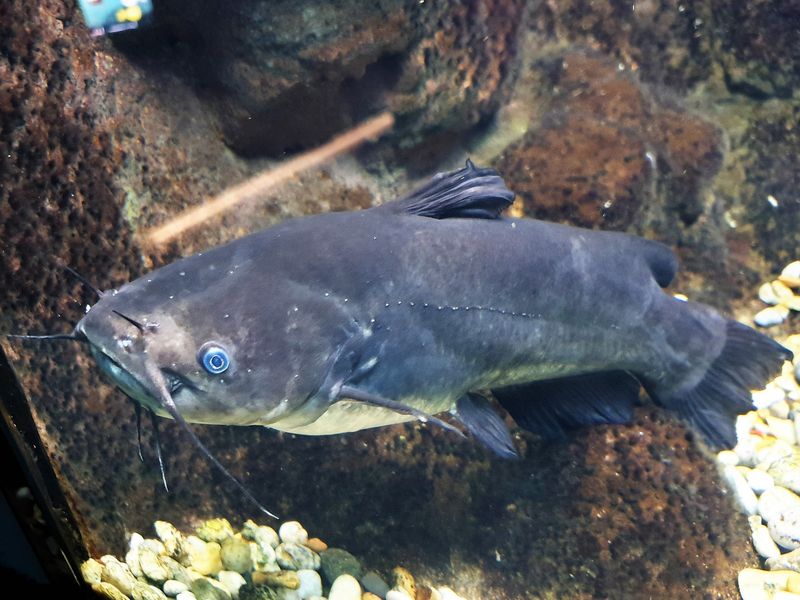 Black Bullhead Catfish: Nocturnal Guardians