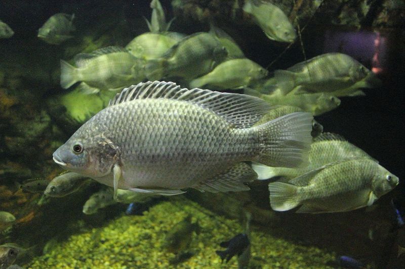 Tilapia