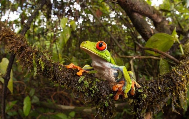 Tree Frog