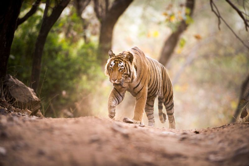 Sound Scramblers: Tigers