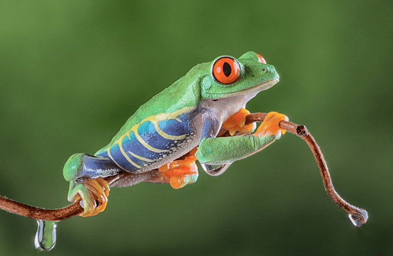 Red-Eyed Tree Frog