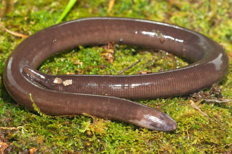 Plain-Brown Caecilians That Resemble Earthworms