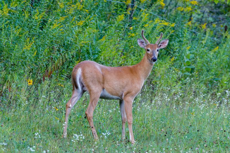 White-Tailed Deer