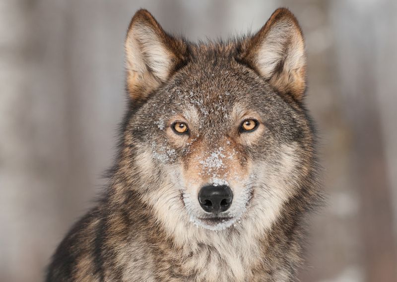 Gray Wolf