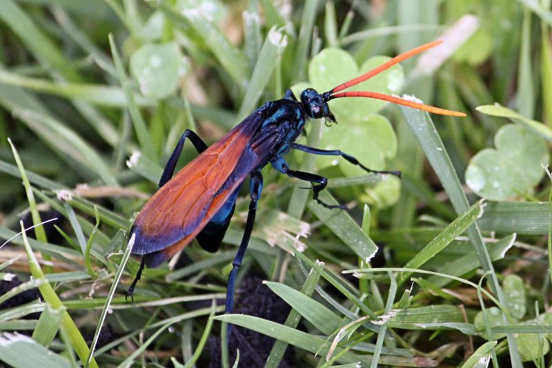 Tarantula Hawk Wasp