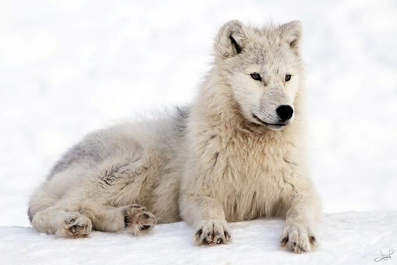 Alaskan Tundra Wolf