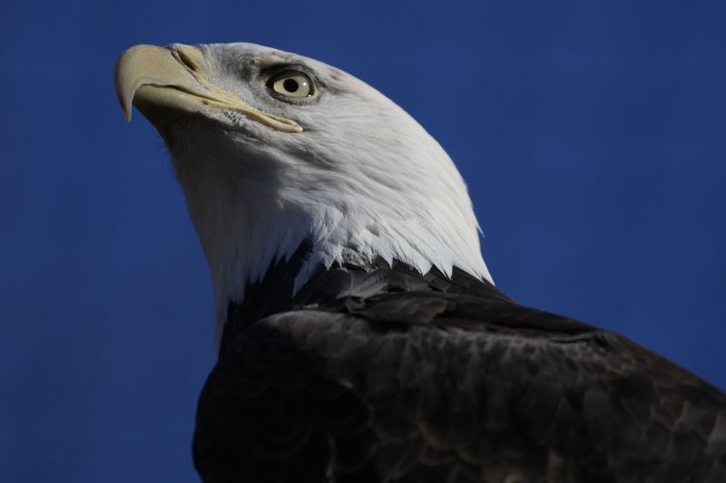 Bald Eagle – Patriotic Revival