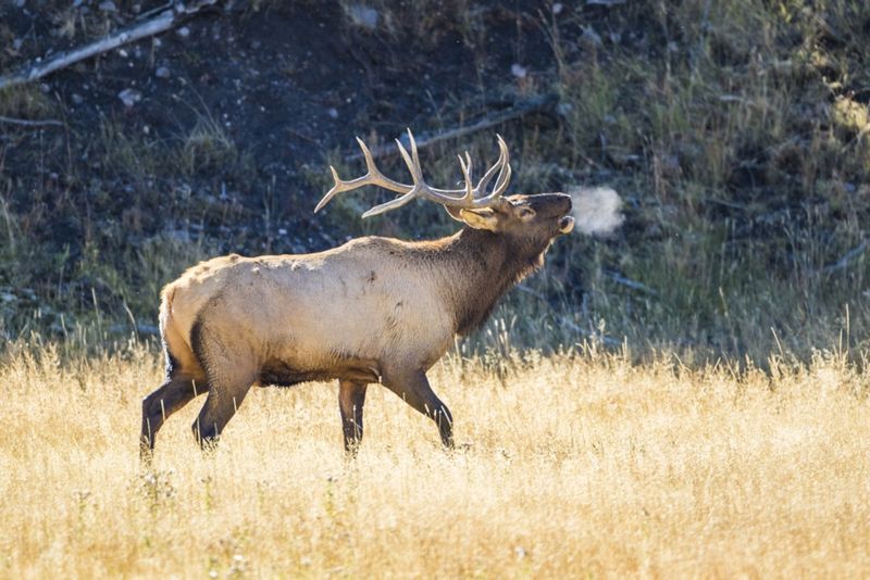 Elk