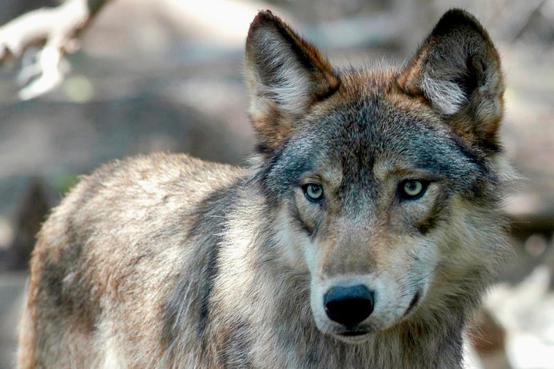 Removing Endangered Species Status