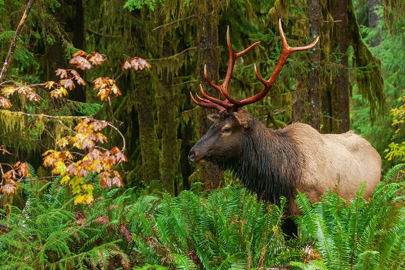 Roosevelt Elk In Olympic National Park