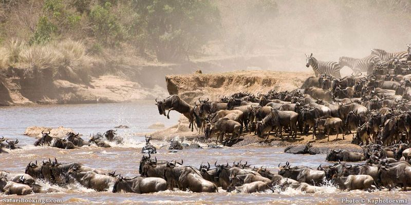 Wildebeest: The Great Migration Specialists