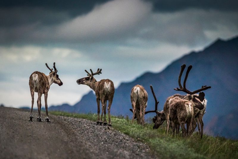 Caribou