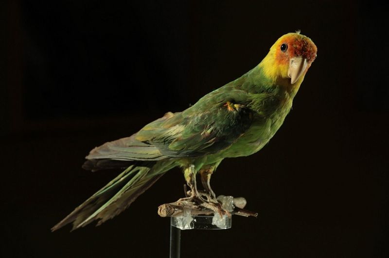 Carolina Parakeet: America's Colorful Parrot