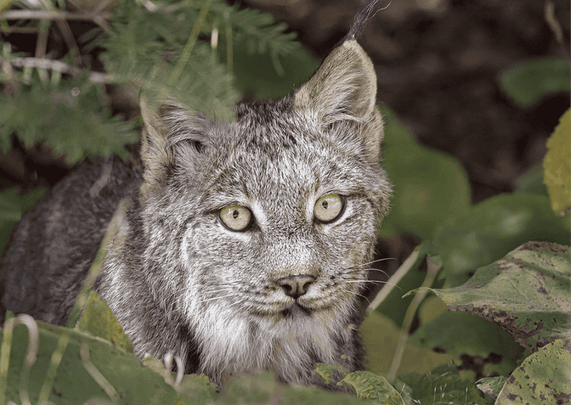 Alaska's Northern Phantom: Lynx