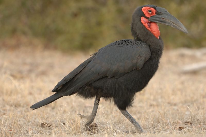 Southern Ground Hornbill