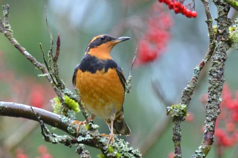 Varied Thrush: Ghost Singer Of Northern Forests