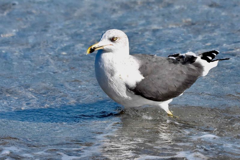 Ring-Billed Gull