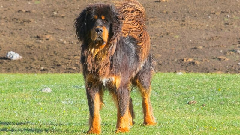 Tibetan Mastiff