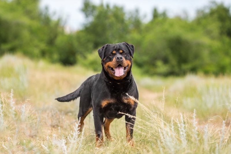 Rottweiler's Protection Price