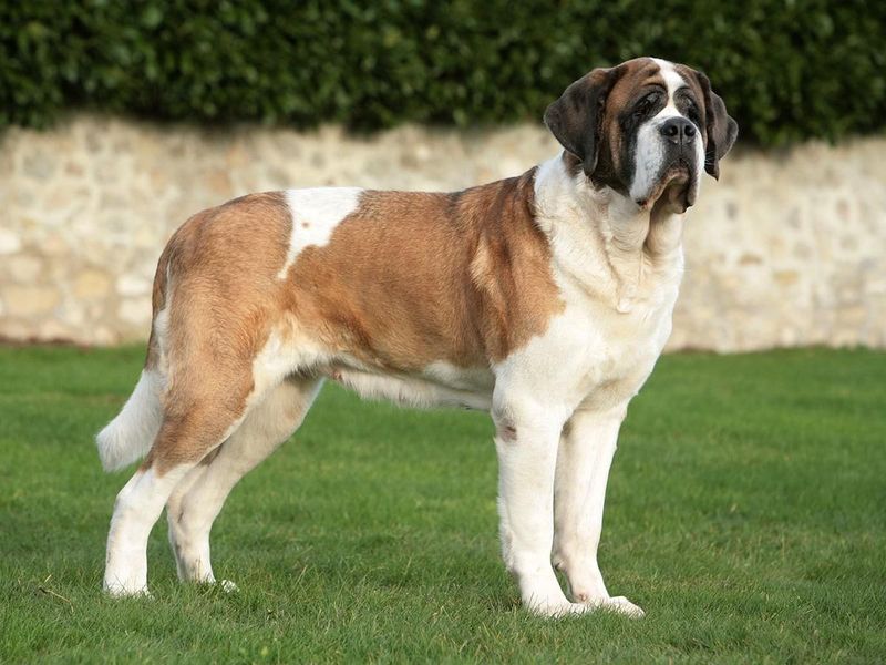 Saint Bernard