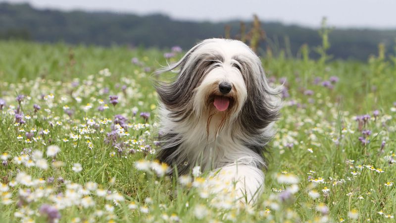 Bearded Collie